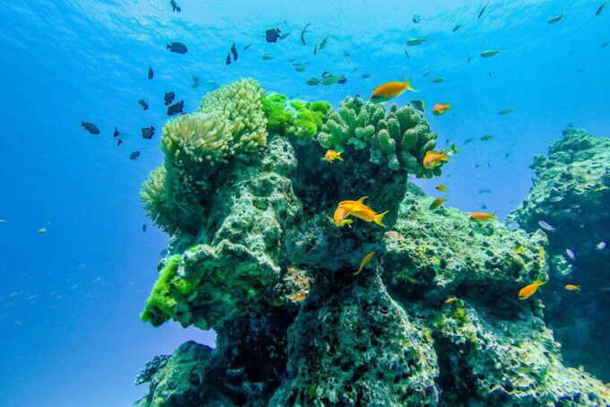 Phuket/Khao Lak: Speedboat Snorkel Tour to Similan Islands - Customer Reviews