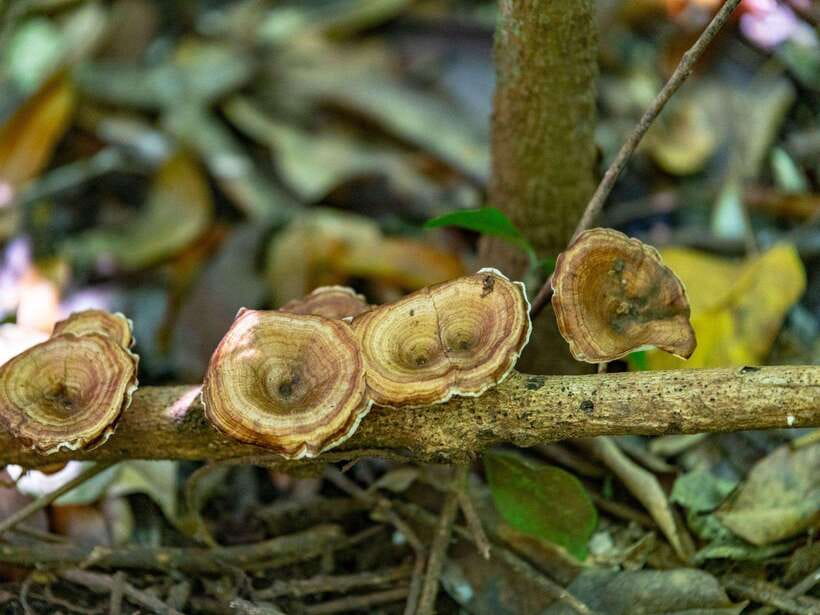 Phuket: Khao Sok 3 Day 2 Night Adventure Escape With 7 Meals - What to Bring and Recommendations