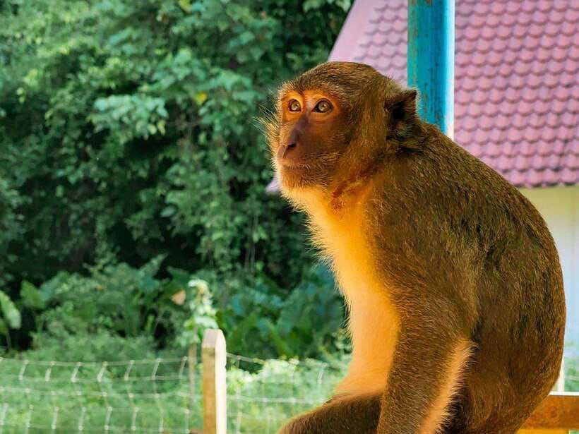 Phuket: Khao Sok and Cheow Lan Lake Tour With Lunch - Frequently Asked Questions