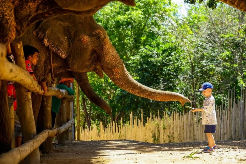 Phuket: Meet Feed & Relax With Elephant - Key Points