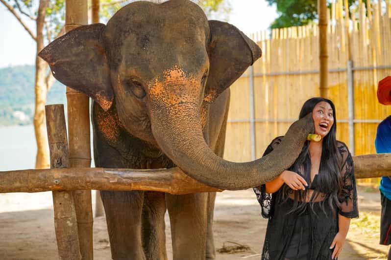 Phuket: Meet Feed & Relax With Elephant - Experience Highlights
