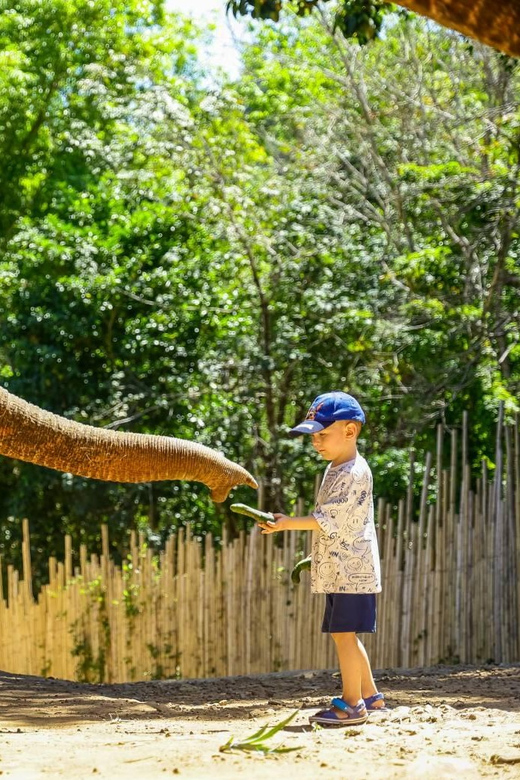 Phuket: Meet Feed & Relax With Elephant - Elephant Welfare Commitment