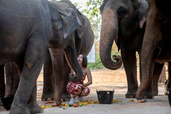 Phuket: Meet Feed & Relax With Elephant - Discover the Lily Elephant Camp