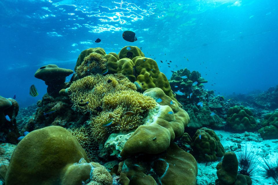 Phuket: Phi Phi and Khai Islands Boat Trip With Lunch - Itinerary Details