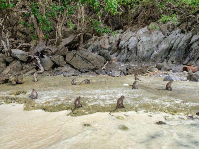 Phuket: Phi Phi Islands, Bamboo Island and Pileh Lagoon Trip - Tour Considerations and Adjustments