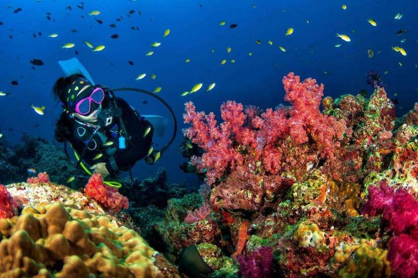 Phuket: Phi Phi Islands & Shark Point Certified Scuba Dives - About the Activity