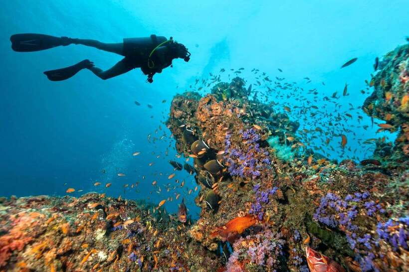 Phuket: Phi Phi Islands & Shark Point Certified Scuba Dives - Diving Sites and Exploration