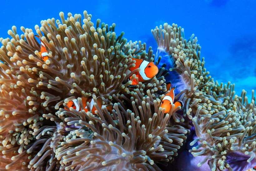 Phuket: Phi Phi Islands & Shark Point Certified Scuba Dives - Meals and Refreshments