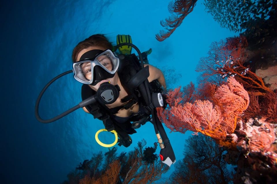 Phuket: Phi Phi Islands & Shark Point Certified Scuba Dives - Customer Feedback