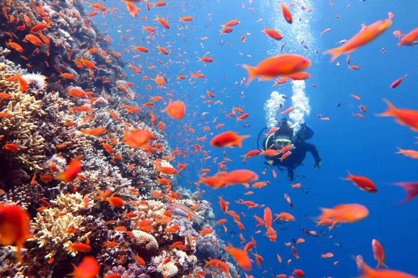 Phuket: Phi Phi Islands & Shark Point Certified Scuba Dives - Frequently Asked Questions