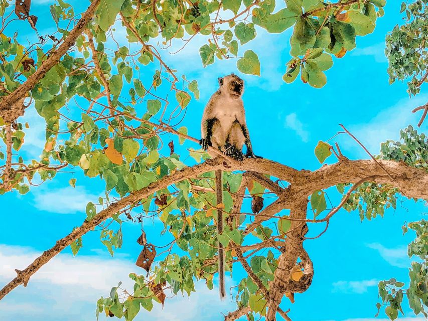 Phuket: Phi Phi, Maya Bay Include Transfer & Sea View Lunch - Frequently Asked Questions