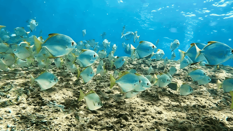 Phuket: Phi Phi, Maya, Khai or Bamboo or Maiton Island Tour - Conservation and Regulations