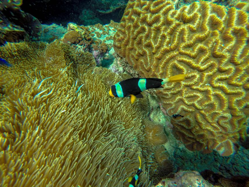 Phuket: Phi Phi Sunrise Boat Tour to Bamboo and Khai Island - Witness Monkey Beach