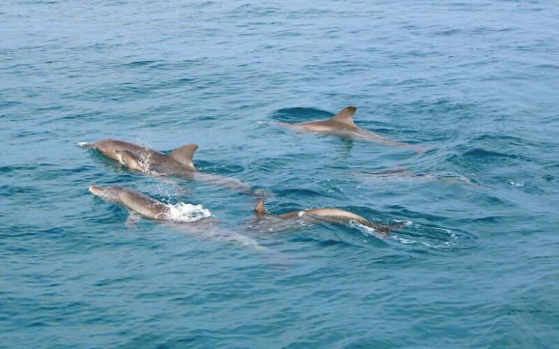 Phuket: Premium Tour to Racha Islands With Snorkel & Lunch - Customer Feedback and Ratings