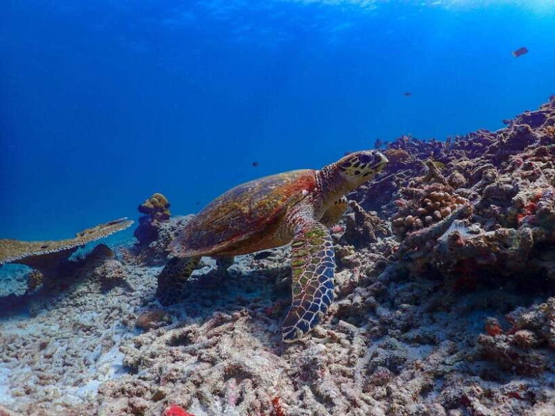 Phuket: Premium Tour to Surin Islands With Snorkel & Lunch - Inclusions and Amenities