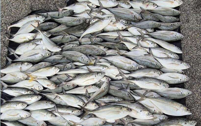 PHUKET: Private Fishing Tour by Speed Boat Khai Islands - Key Points
