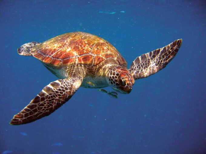 Phuket: RAYA YAI - Snorkeling Safari & Island Tour - Tour Inclusions and Participant Information