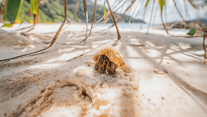 Phuket: Similan Island by Speedboat - Frequently Asked Questions