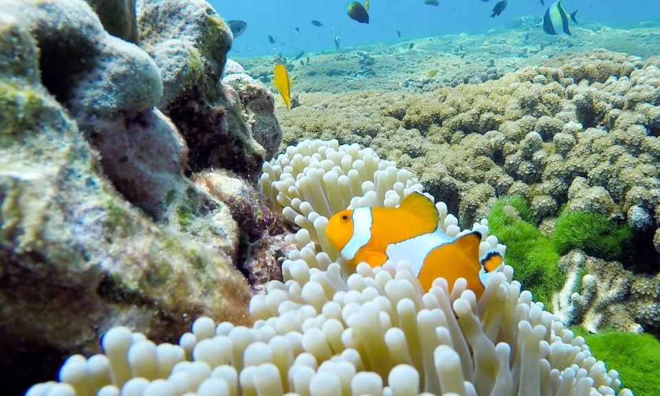 Phuket: Similan Island Full-Day Trip by Speedboat With Meals - Relaxing on Beaches