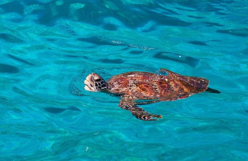 Phuket : Similan Islands Tour - Inclusions