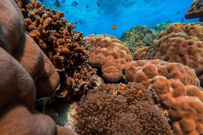 Phuket: Surin Islands Full Day Snorkeling Tour by Speedboat - Customer Feedback