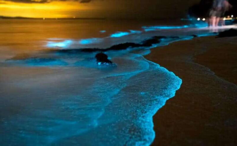 Phuket : Twilight Sea Canoe Tour With Glowing Plankton - Key Points