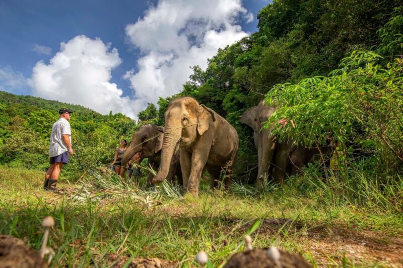 Phuket: Walk and Feed Ethical Elephant Nature Park Tour - Key Points