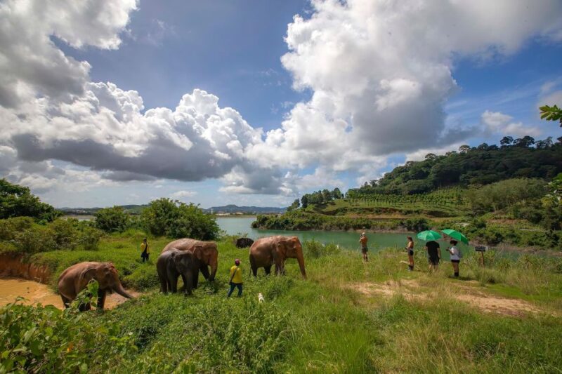 Phuket: Walk and Feed Ethical Elephant Nature Park Tour - Transportation and Pickup Locations