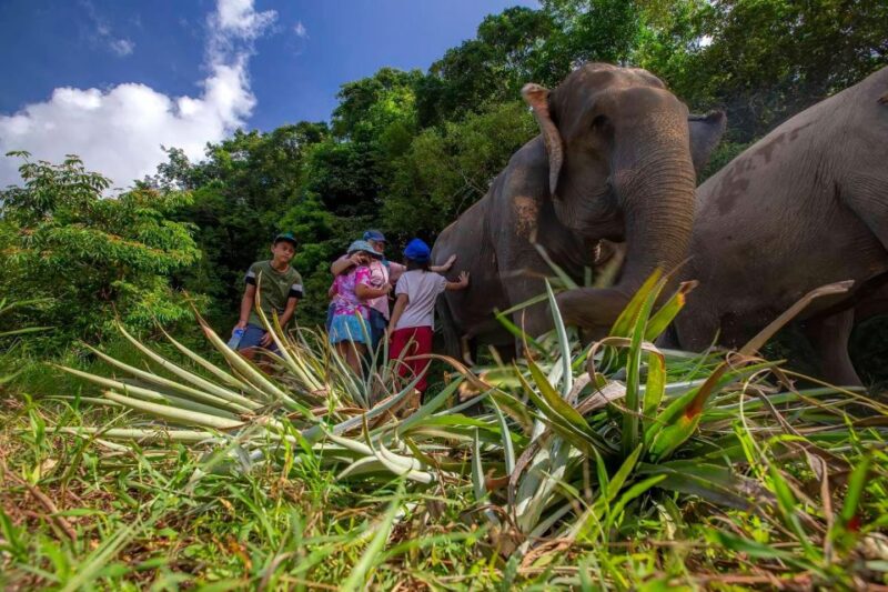 Phuket: Walk and Feed Ethical Elephant Nature Park Tour - Important Information