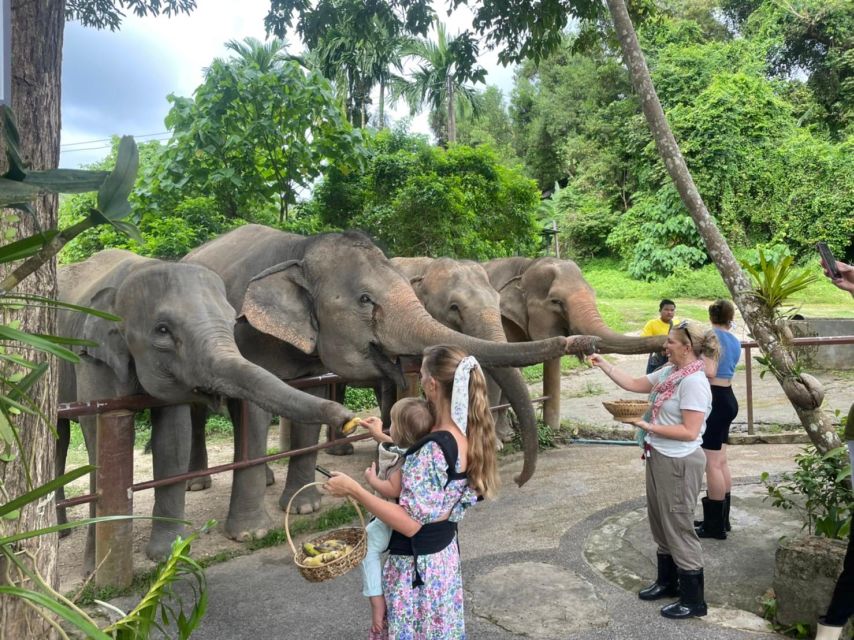 Phuket: Walk and Feed Ethical Elephant Nature Park Tour - Morning and Afternoon Options