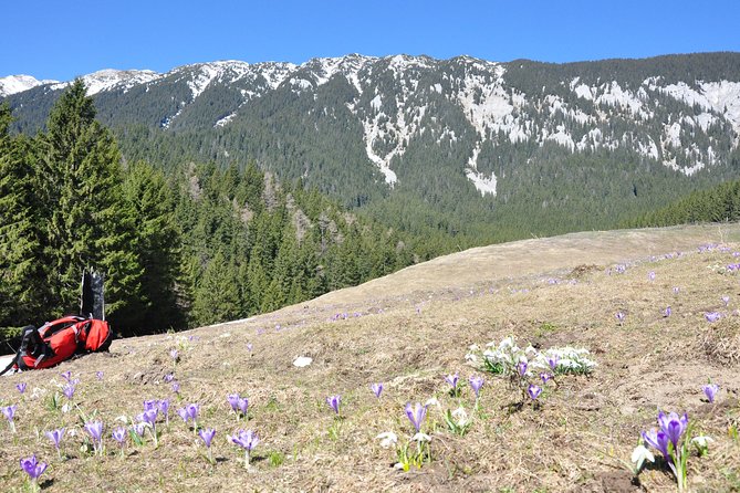 Piatra Craiului National Park Private Hiking Tour From Brasov - Sheep Farm Visit