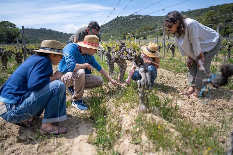 Pic Saint-Loup: Full Day Wine and Olive Tour - Tour Overview