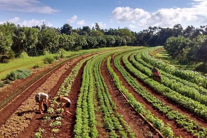Pick and Taste Tropical Fruit - A Fresh Perspective on Kauai: The Pick and Taste Tropical Fruit Tour