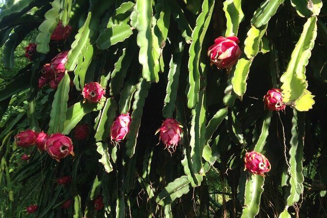 Pick and Taste Tropical Fruit - Frequently Asked Questions