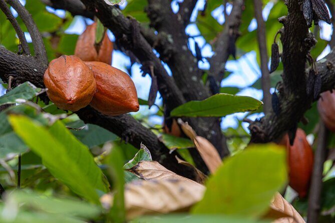 Pick and Taste Tropical Fruit - Final Thoughts