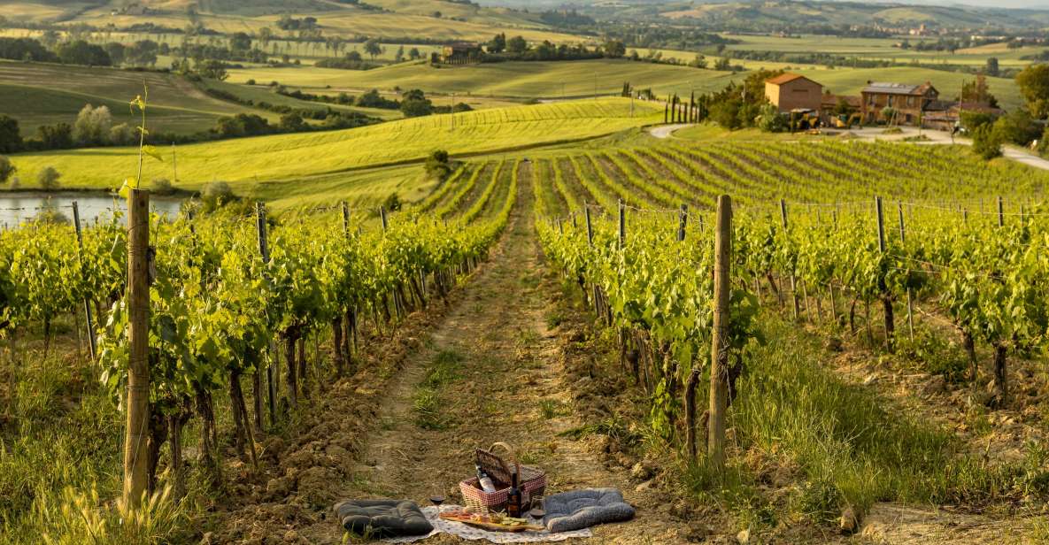 Picnic in Vineyards With a Bottle of Rosso Di Montalcino - Experience the Picnic