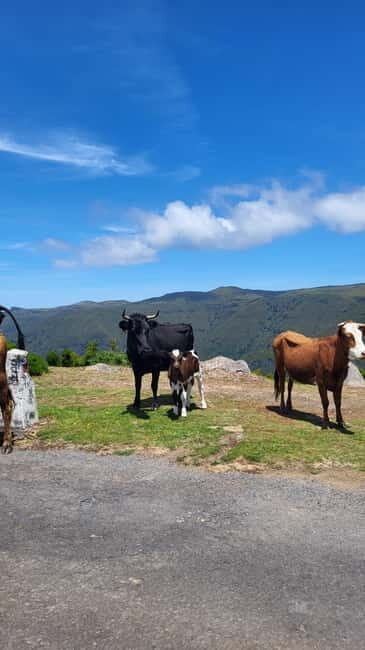 Pico do Arieiro, Santana & more  Full Day Tour With PickUp - FAQ