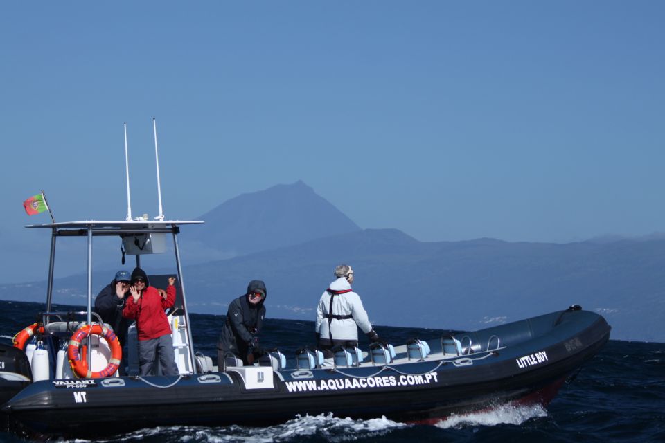 Pico Island: Azores Whale & Dolphin Watching on Zodiac Boat - Abundant Marine Life of Azores