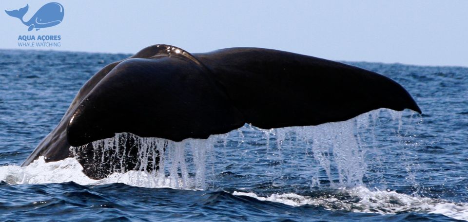 Pico Island: Azores Whale & Dolphin Watching on Zodiac Boat - Exploring the Pico Island Coast