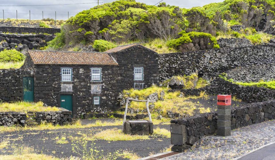 Pico Island: Full Day Wine Culture Tour - Sampling Local Wines and Cheeses