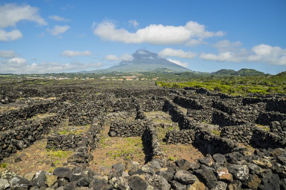 Pico Island: Full Day Wine Culture Tour - Exploring the Lava Fields