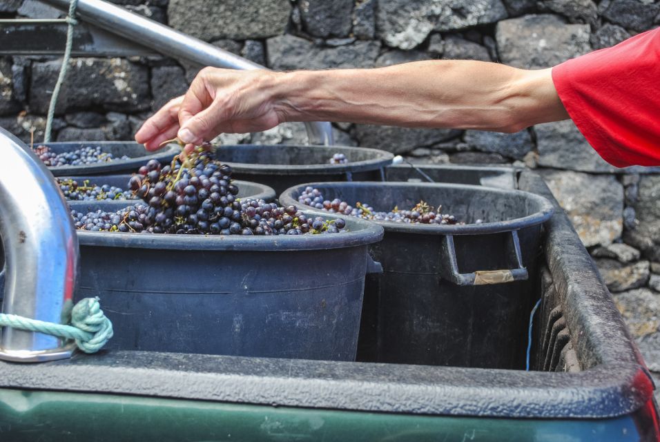 Pico Island: Full Day Wine Culture Tour - Touring a Traditional Adega