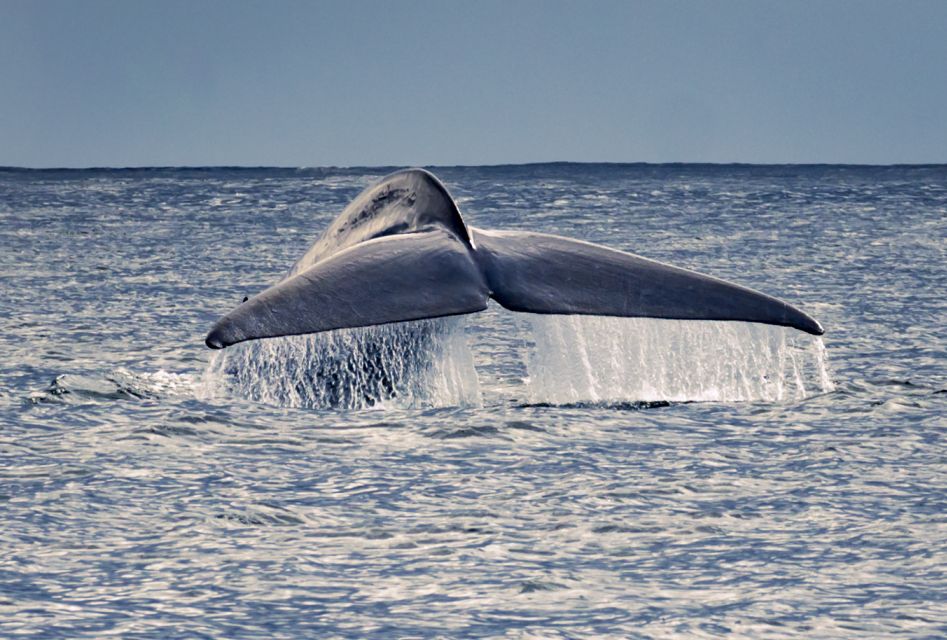 Pico Island: Whale Watching Boat Tour With Biologist Guides - Key Points