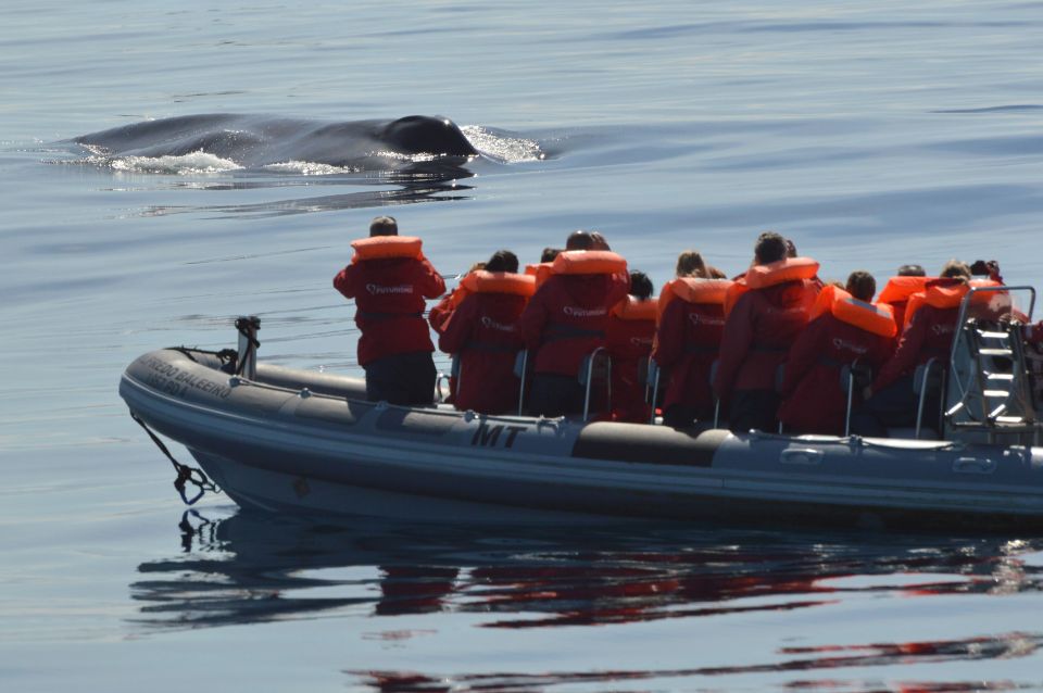 Pico Island: Whale Watching Boat Tour With Biologist Guides - Exploring Pico Islands Marine Life