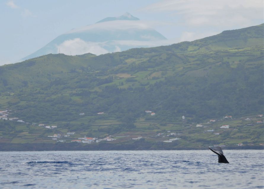Pico Island: Whale Watching Boat Tour With Biologist Guides - Interacting With Whales and Dolphins
