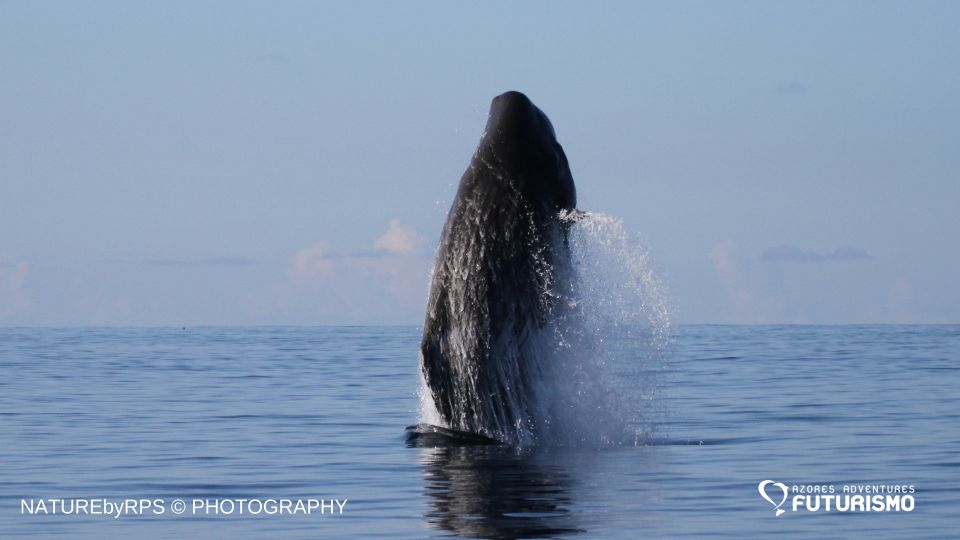 Pico Island: Whale Watching Boat Tour With Biologist Guides - Experiencing the Sea Breeze