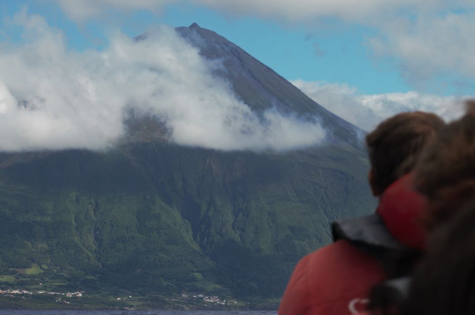 Pico Island: Whale Watching Boat Tour With Biologist Guides - Guided by Marine Biologists