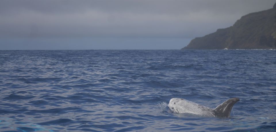 Pico Island: Whale Watching Boat Tour With Biologist Guides - Dress Code and Restrictions