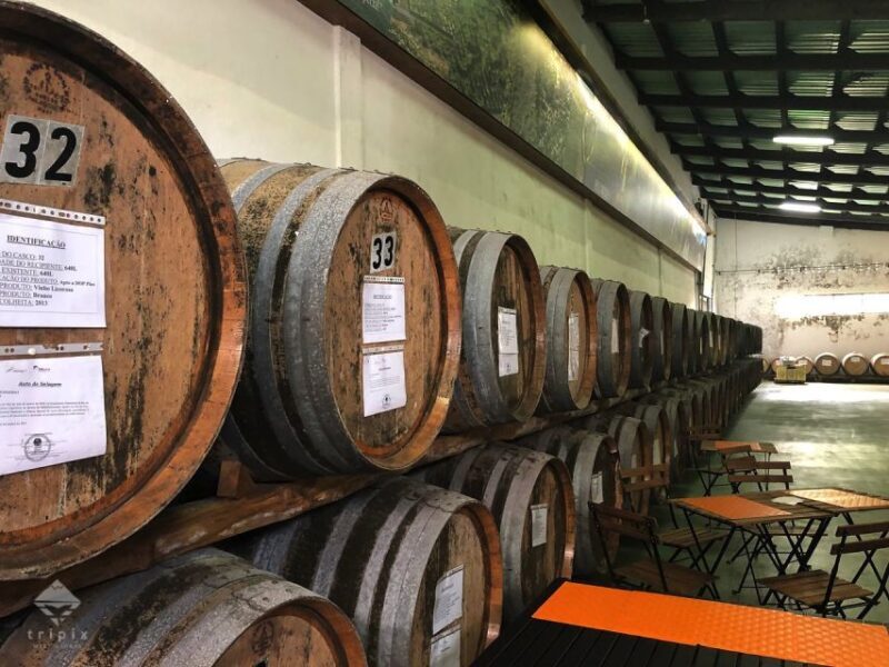 Pico Wine Tour: Get to know Pico's wines - Key Points