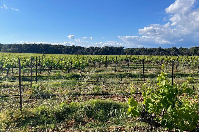 Picpoul de Pinet Tour - Half Day Oysters and Wines - Exploring the Itinerary in Detail